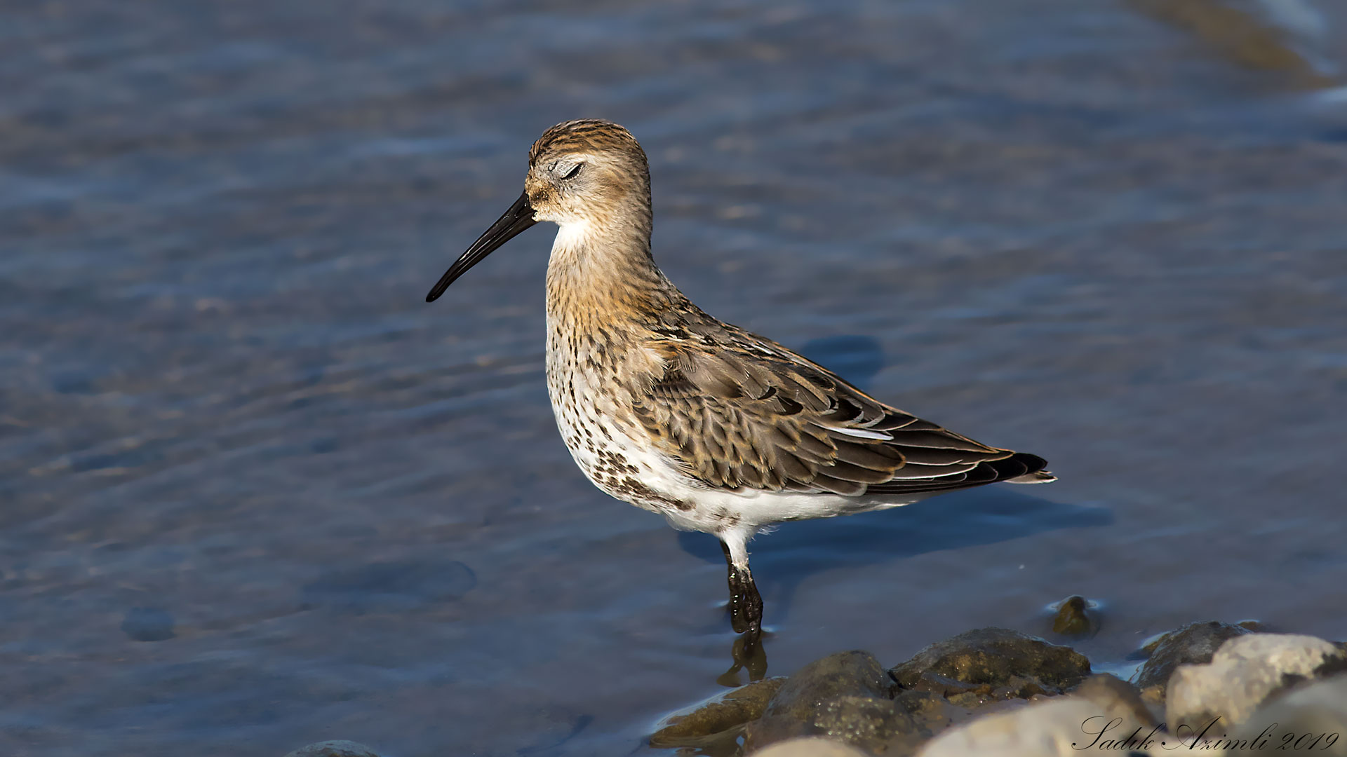 Karakarınlı kumkuşu