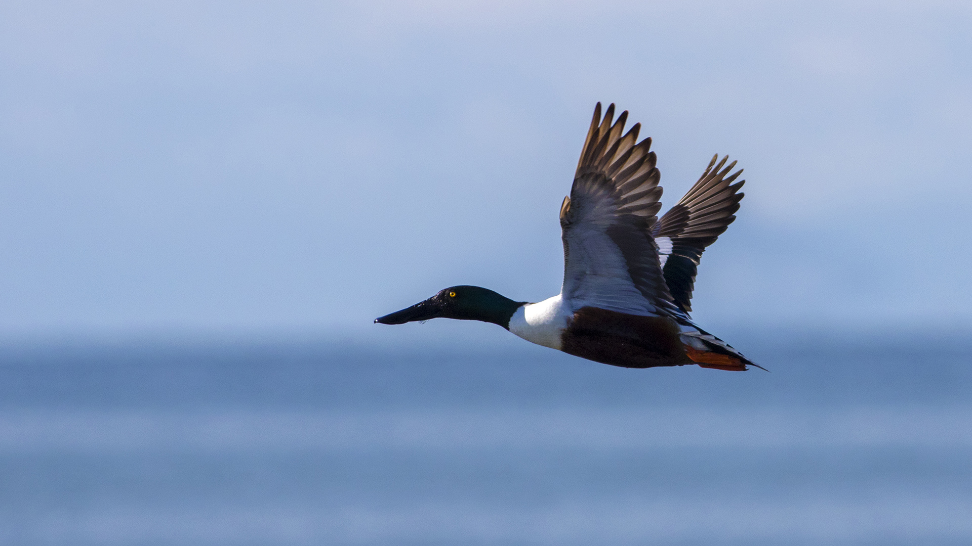 Kaşıkgaga » Northern Shoveler » Spatula clypeata