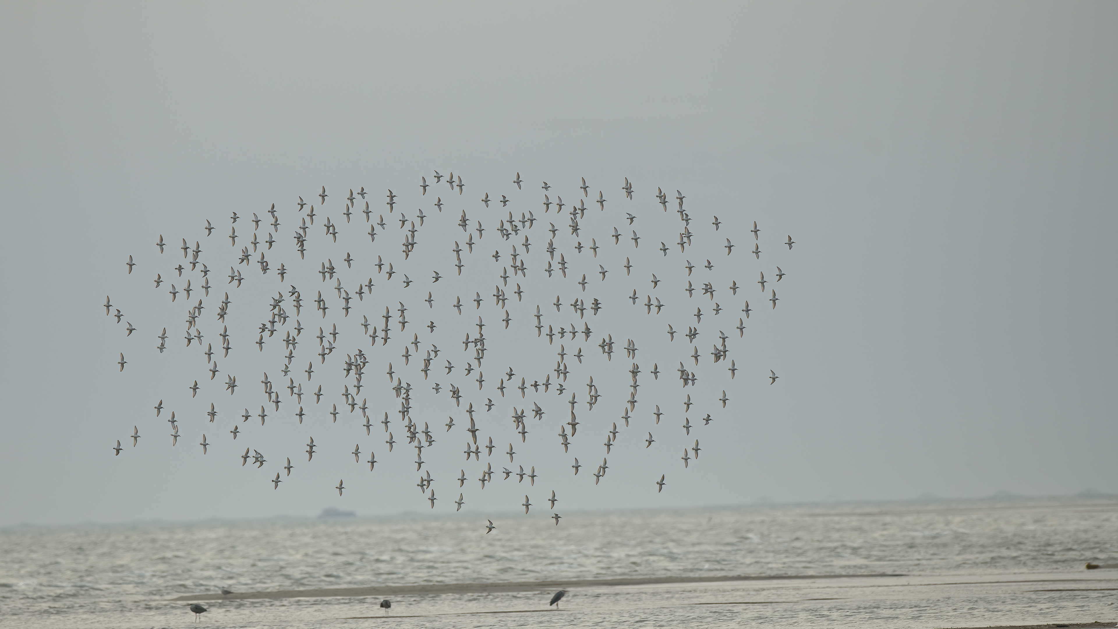 Karakarınlı kumkuşu