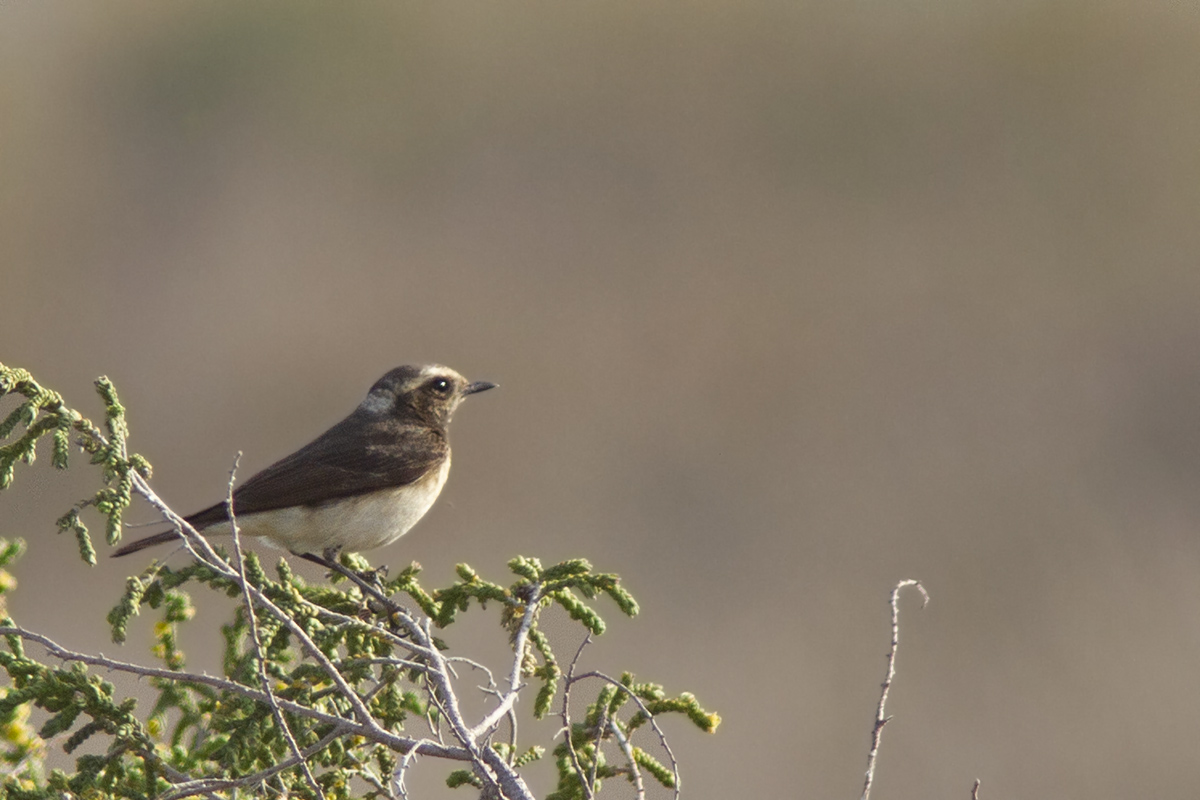 Kıbrıs kuyrukkakanı