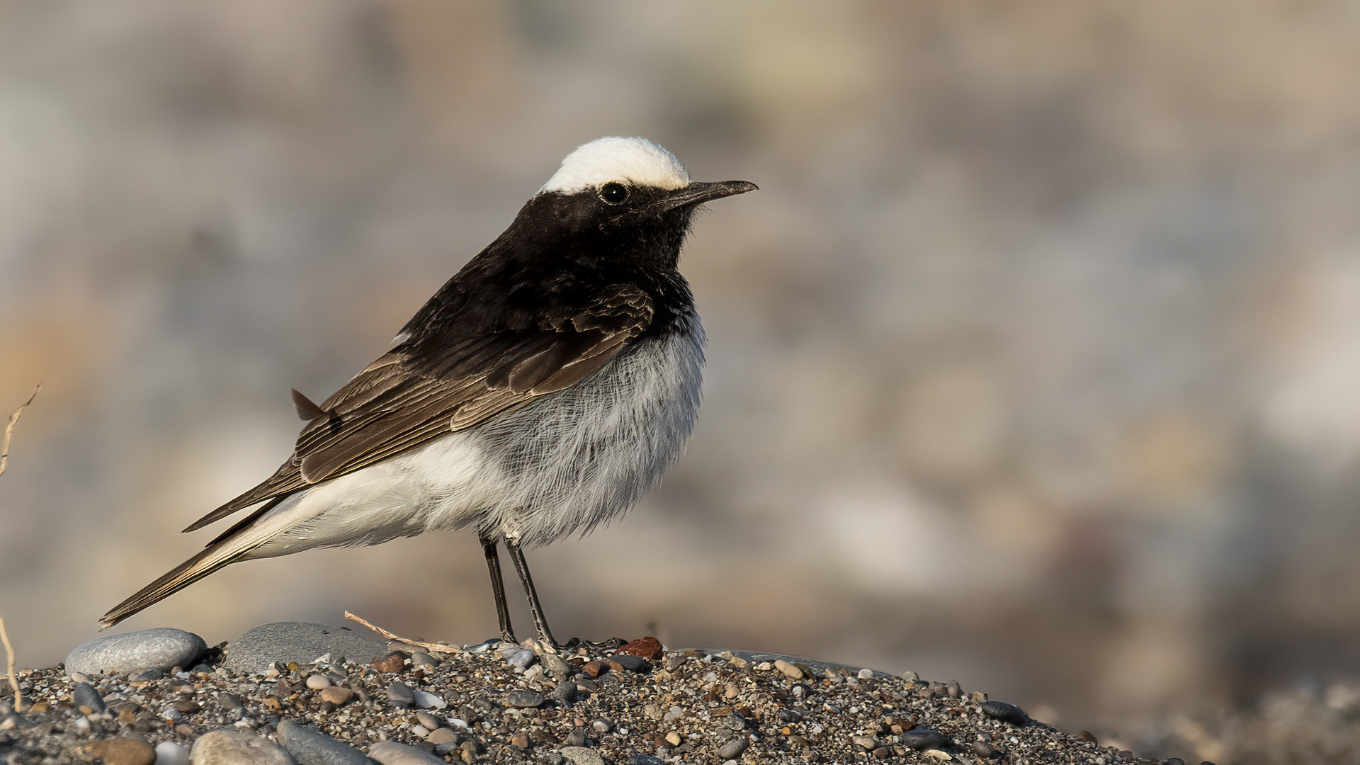 Keşiş kuyrukkakanı
