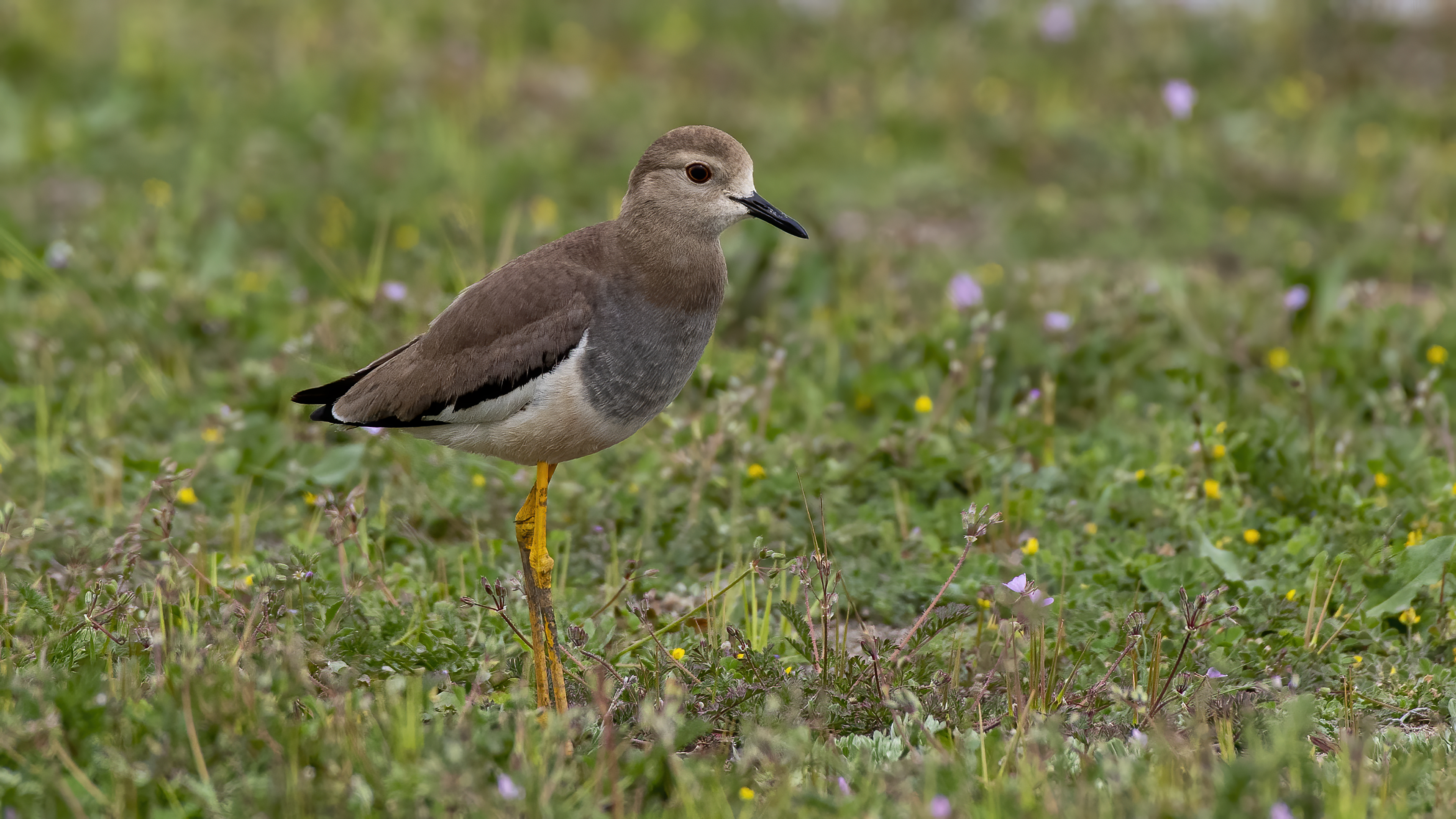 Akkuyruklu kızkuşu