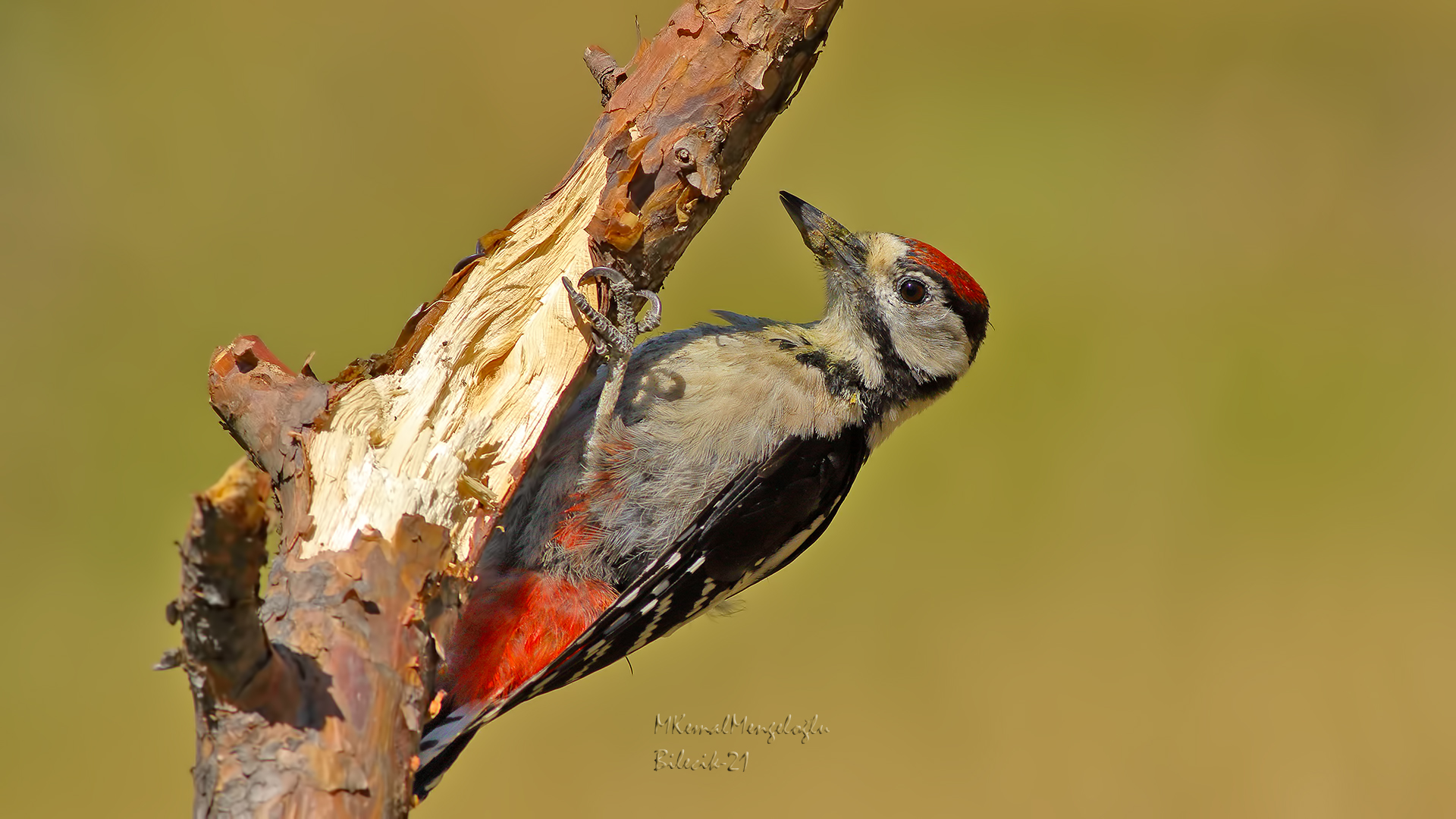 Orman alaca ağaçkakanı
