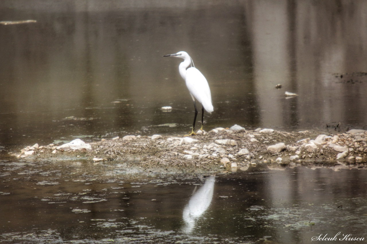 Küçük ak balıkçıl