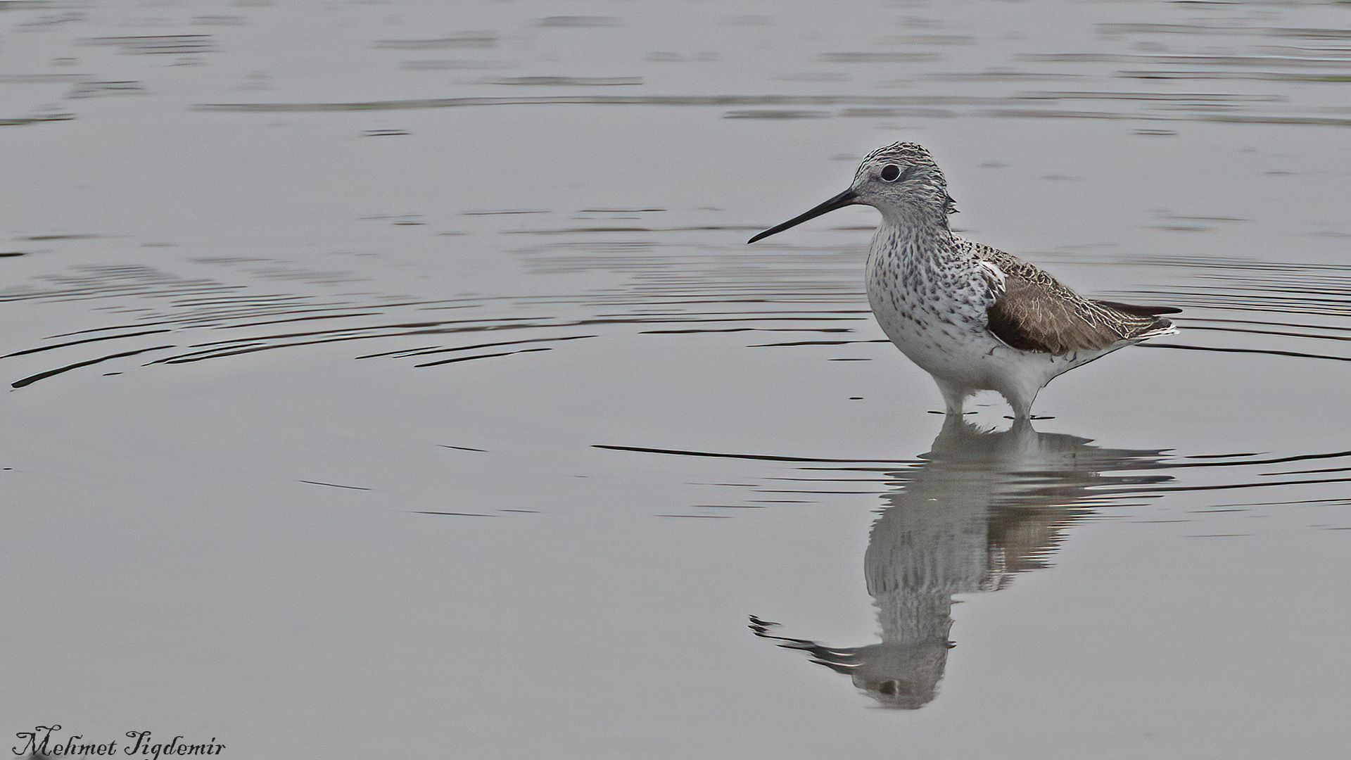 Bataklık düdükçünü