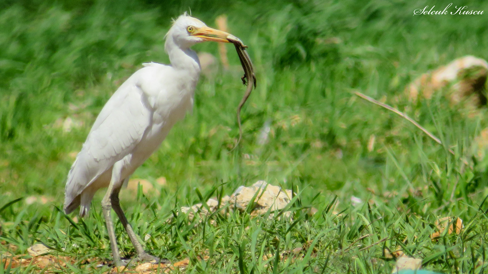 Sığır balıkçılı
