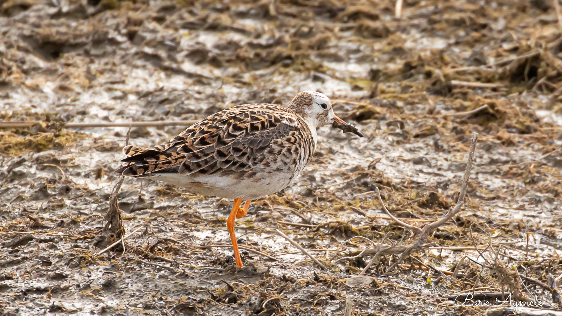 Dövüşkenkuş » Ruff » Calidris pugnax