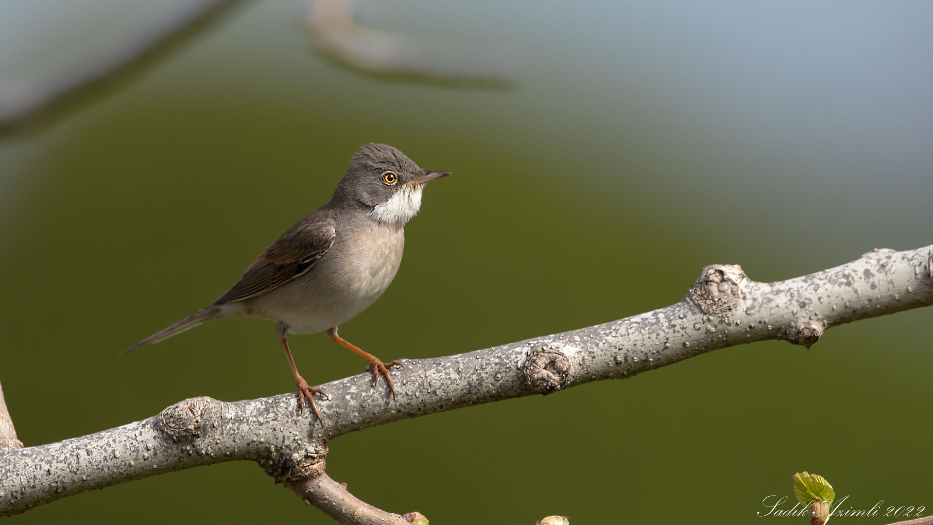 Akgerdanlı ötleğen
