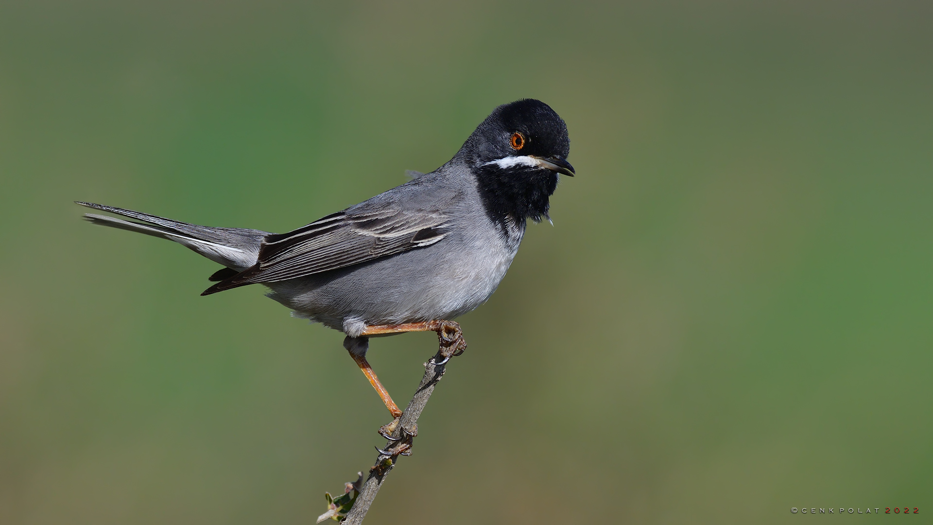 Karaboğazlı ötleğen