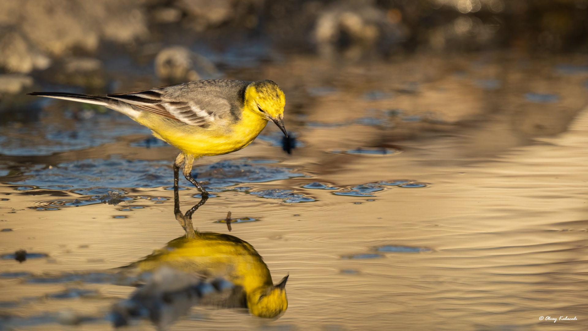Sarıbaşlı kuyruksallayan