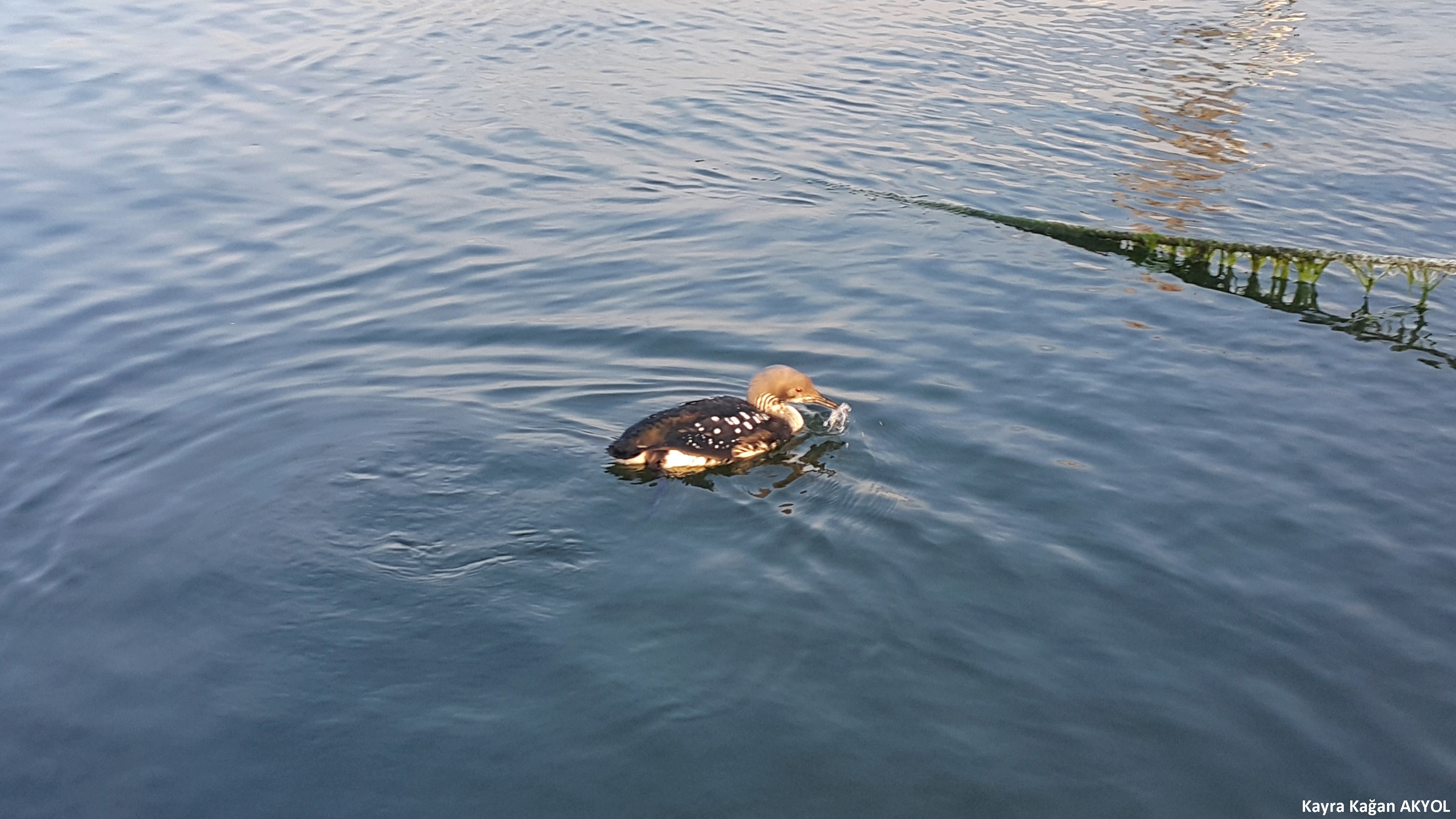 Karagerdanlı dalgıç
