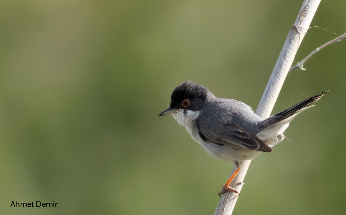 Pembegöğüslü ötleğen