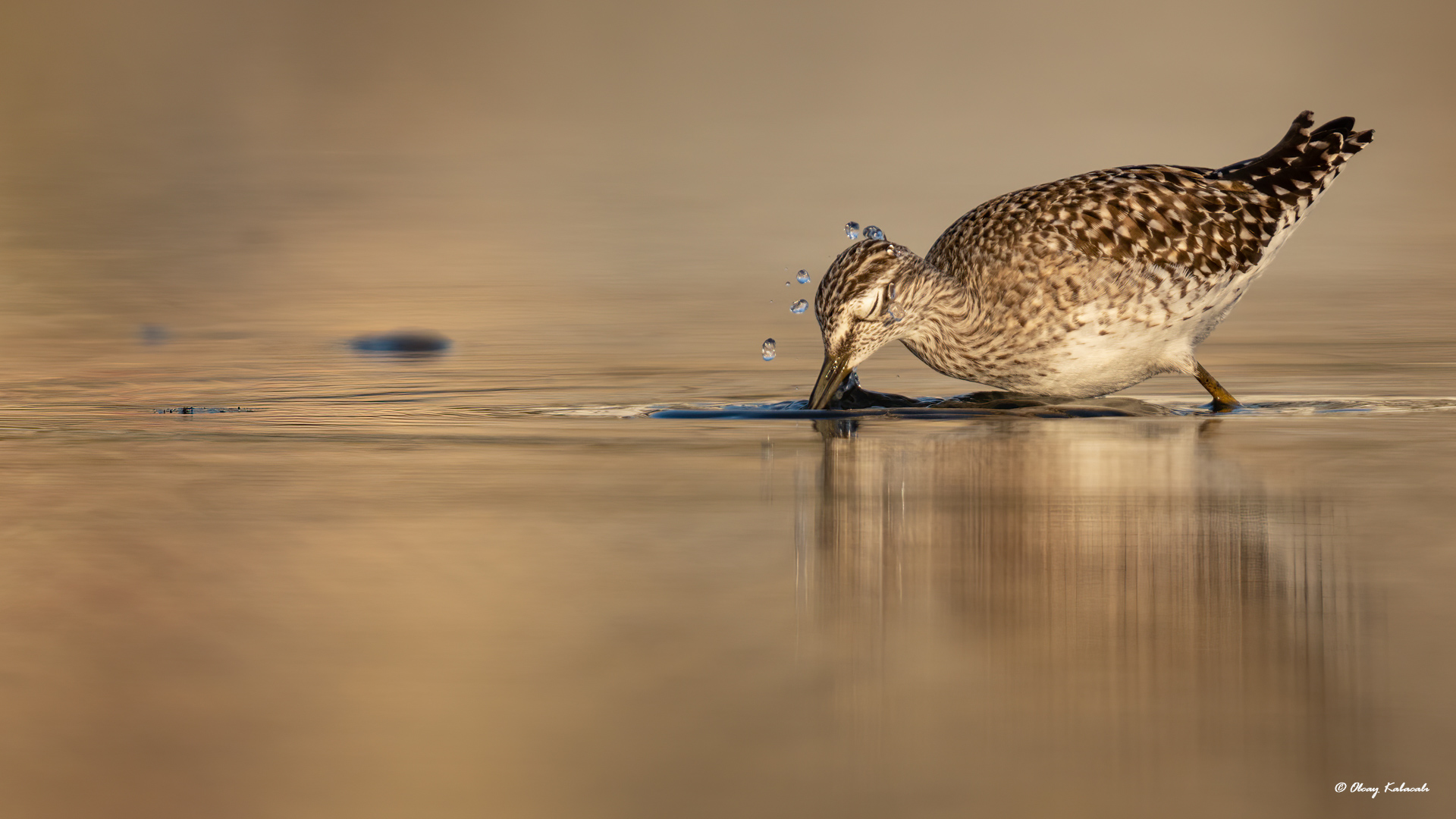 Orman düdükçünü