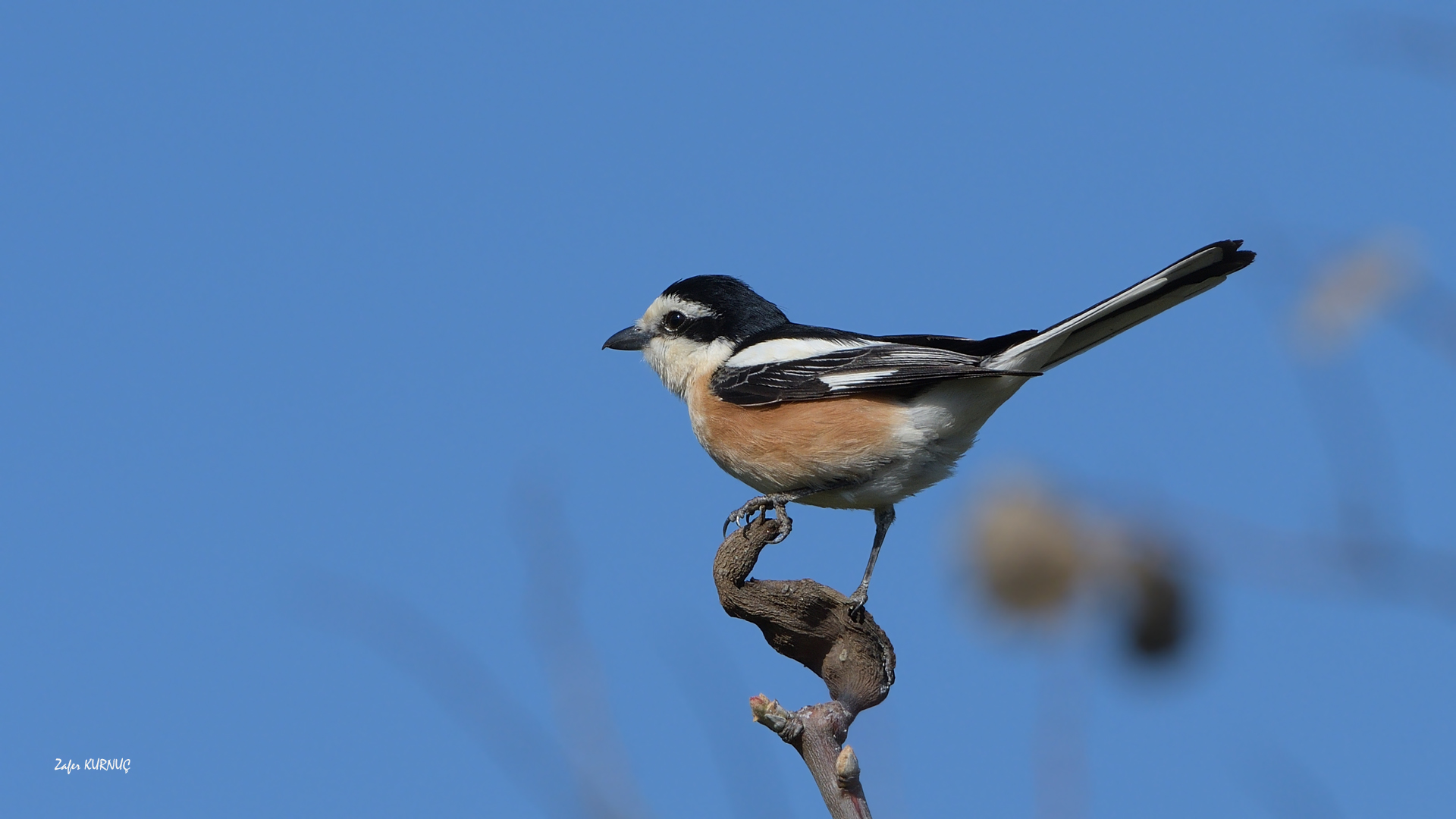 Maskeli örümcekkuşu