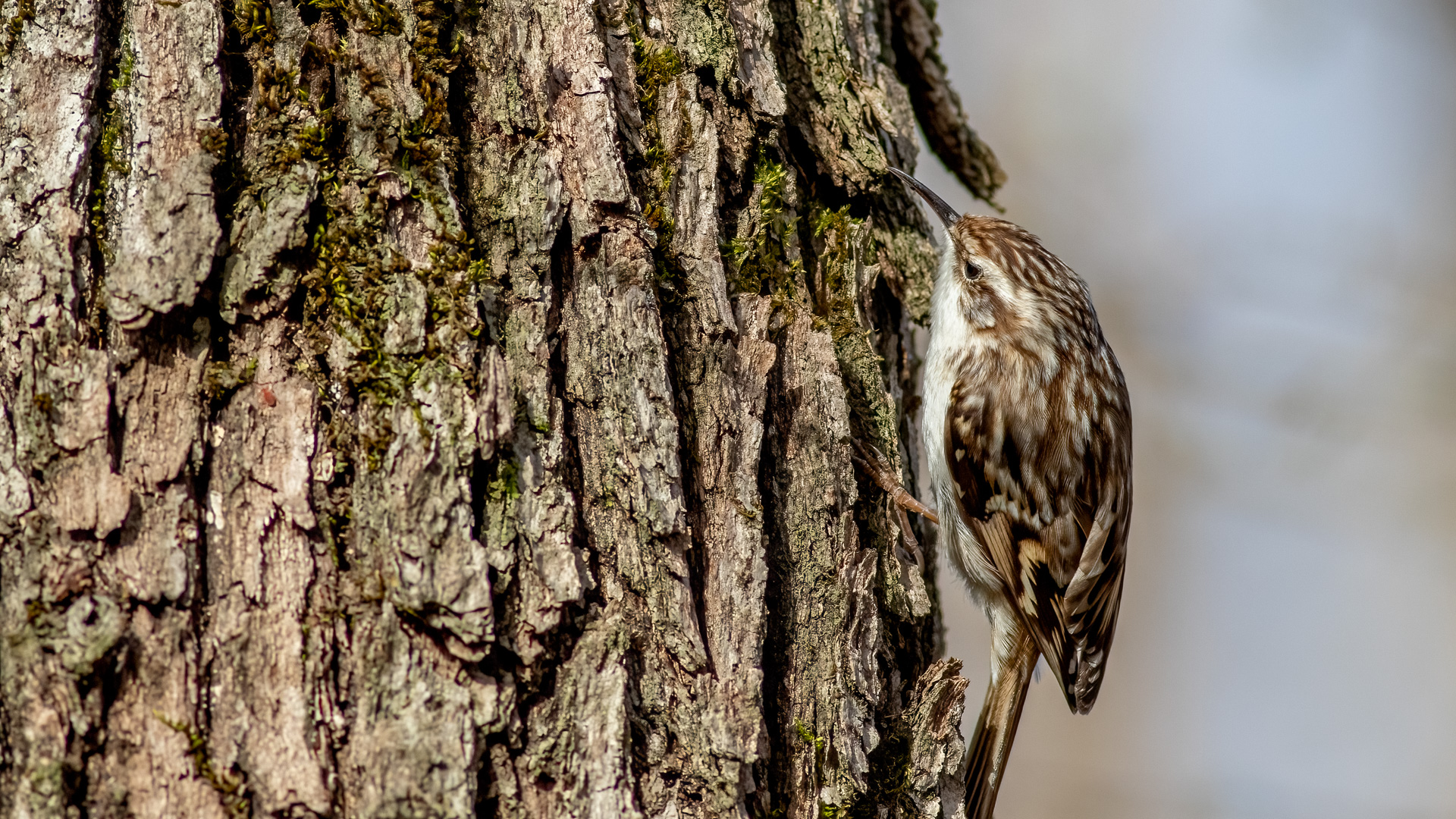 Bahçe tırmaşıkkuşu » Short-toed Treecreeper » Certhia brachydactyla