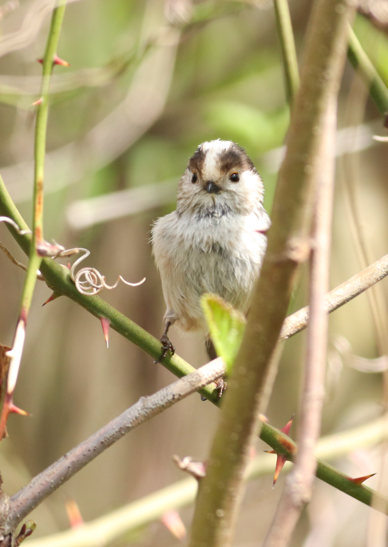 Uzunkuyruklu baştankara