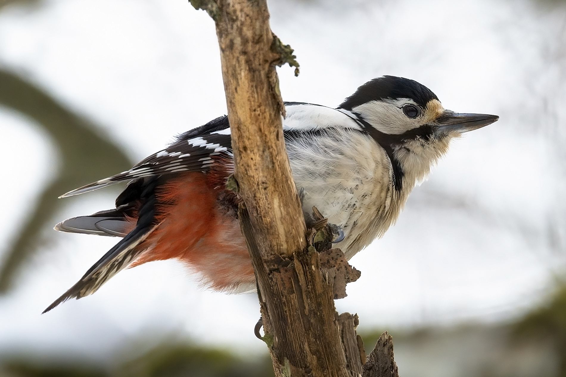 Orman alaca ağaçkakanı
