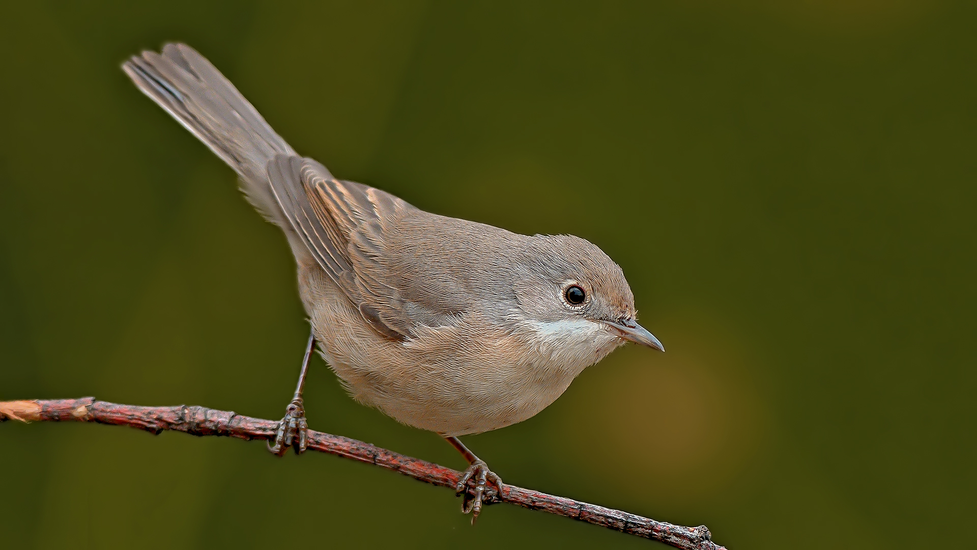 Bıyıklı ötleğen