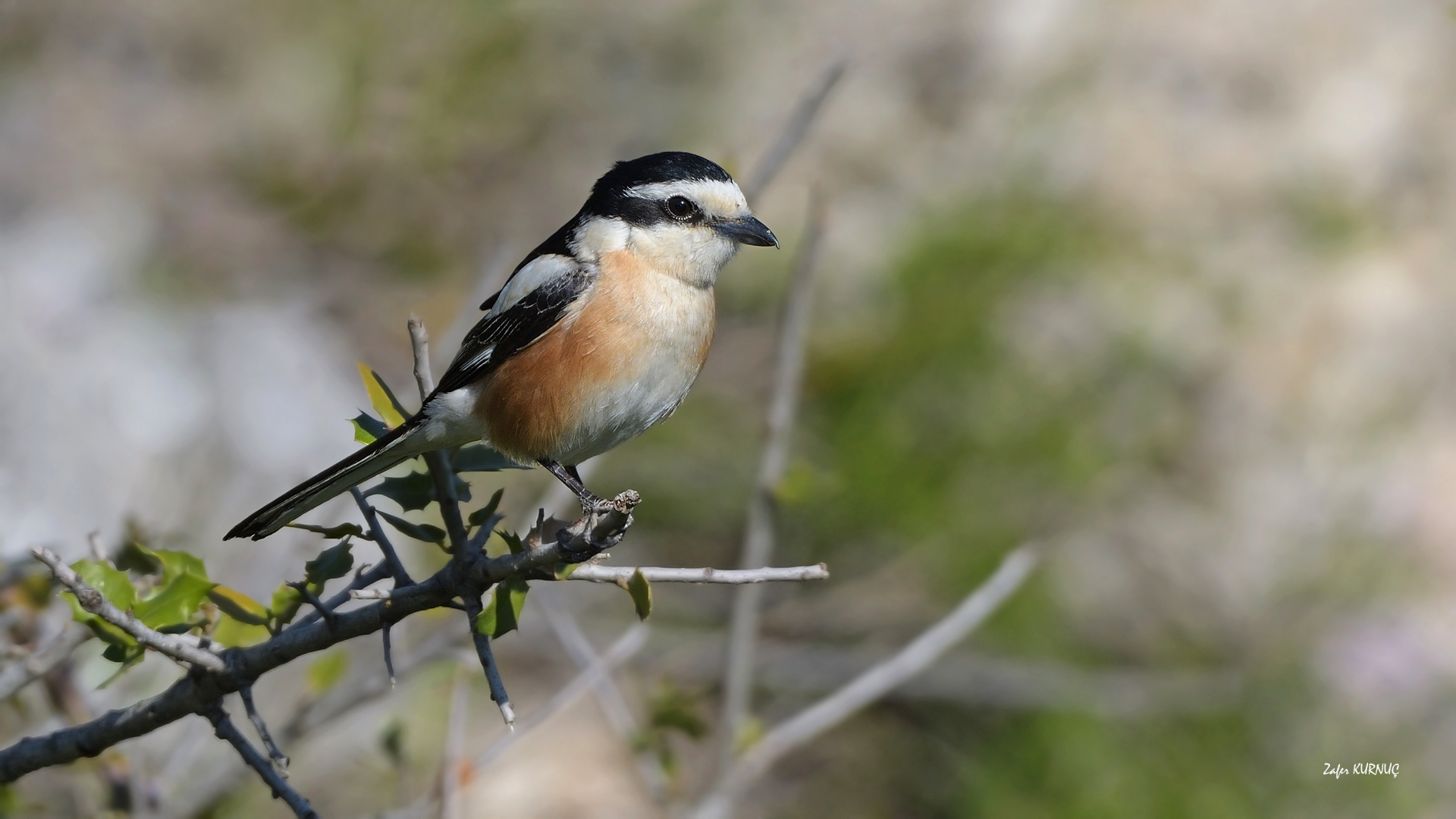Maskeli örümcekkuşu