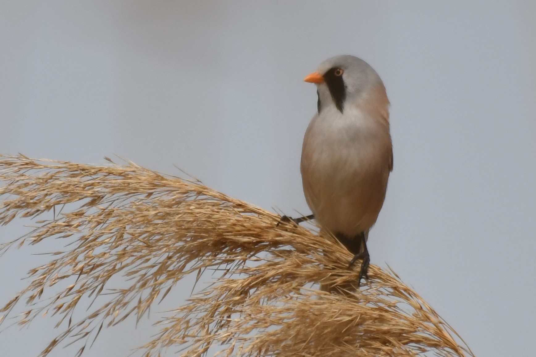 Bıyıklı baştankara