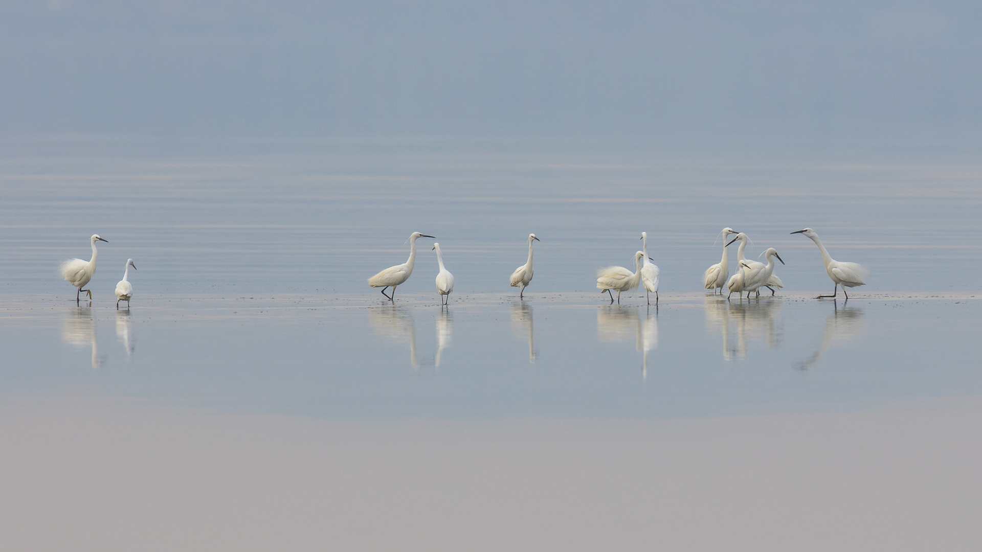 Küçük ak balıkçıl