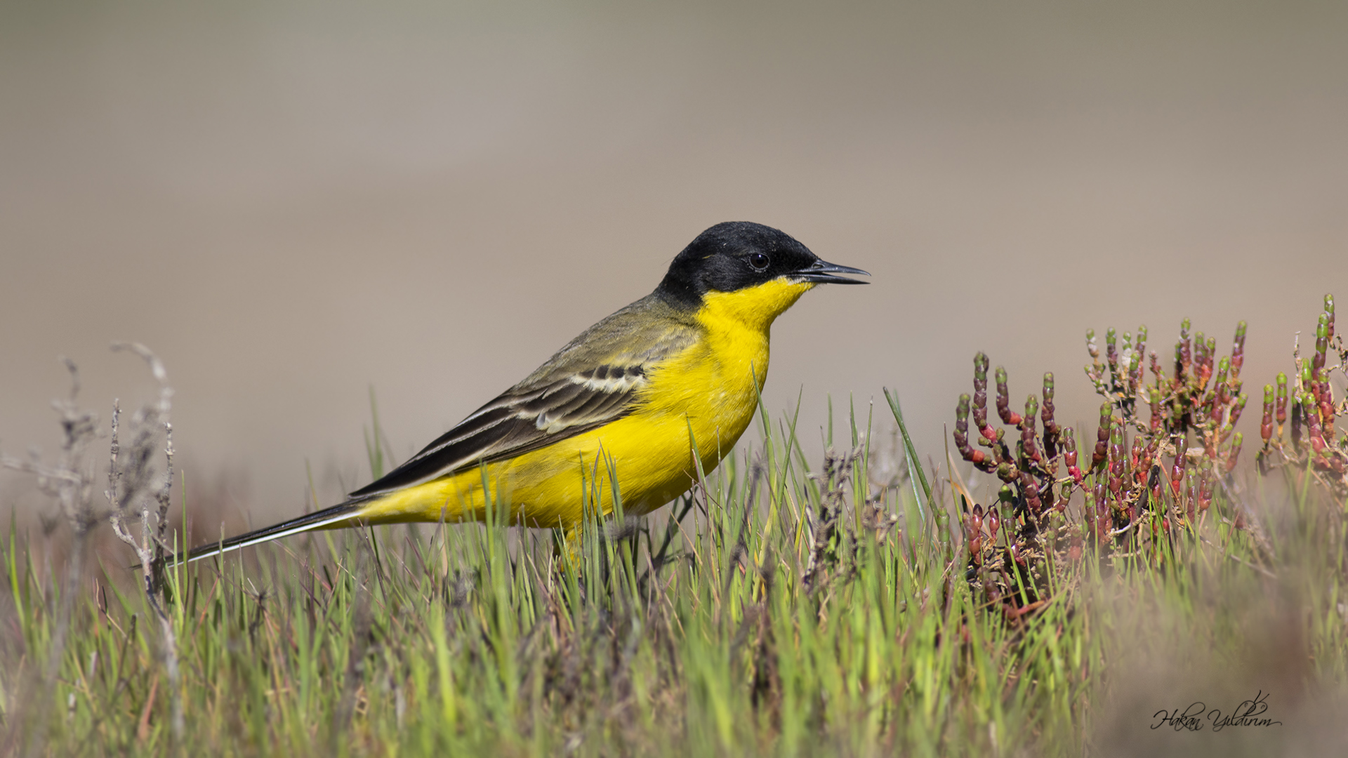 Sarı kuyruksallayan