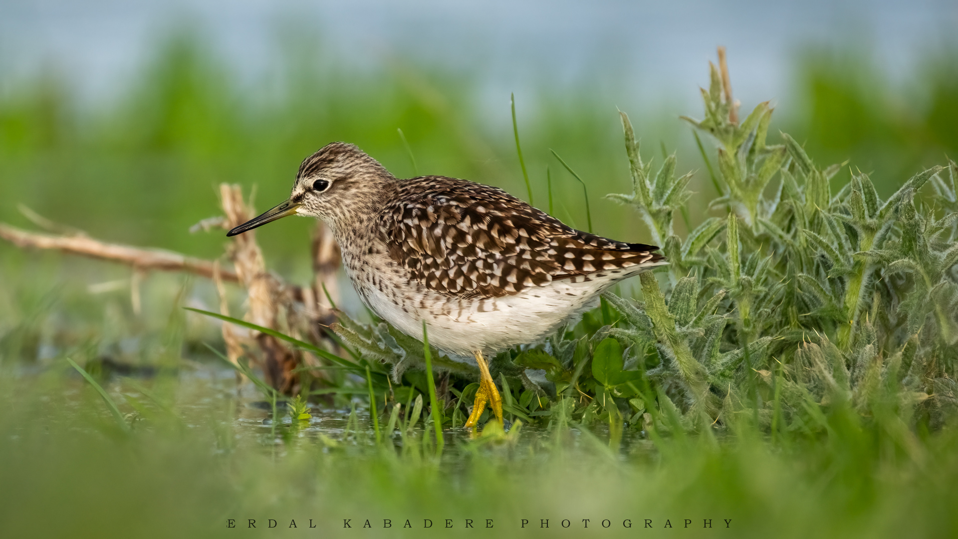 Orman düdükçünü