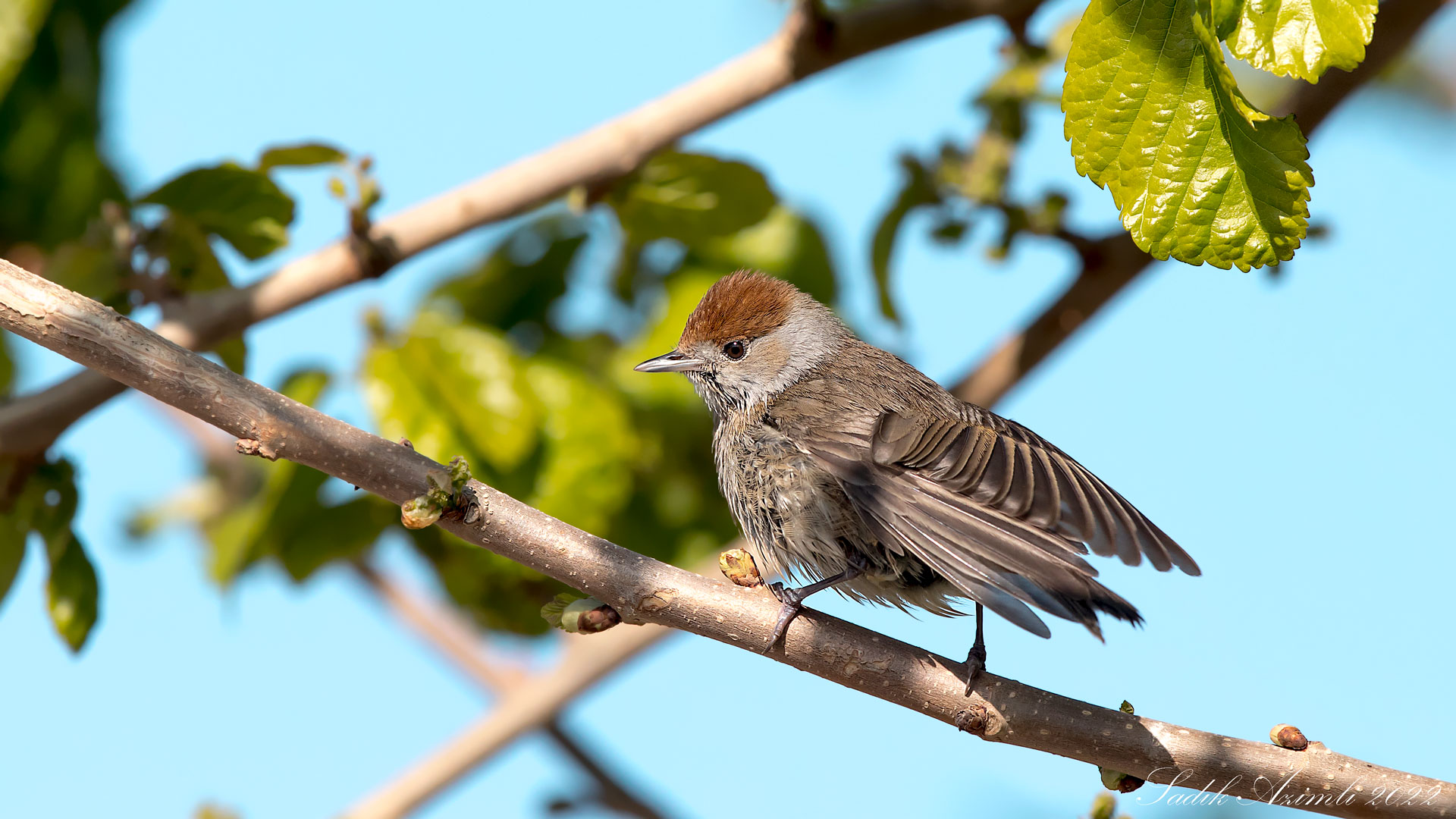 Karabaşlı ötleğen