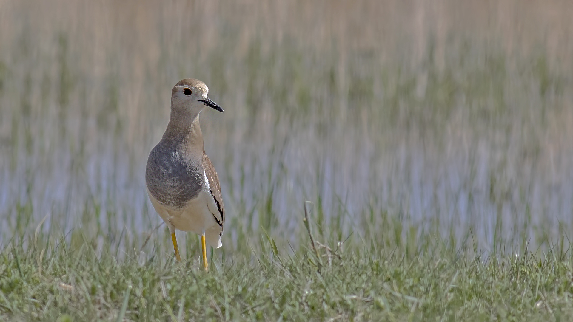 Akkuyruklu kızkuşu
