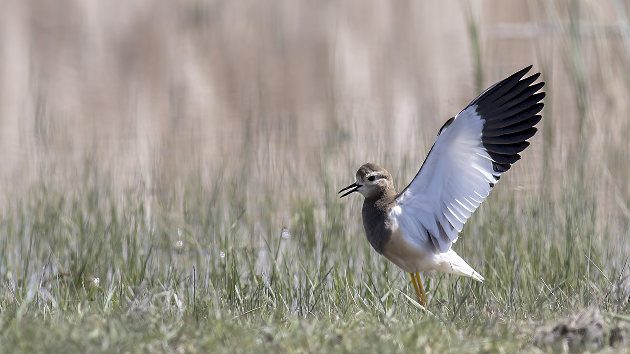 Akkuyruklu kızkuşu