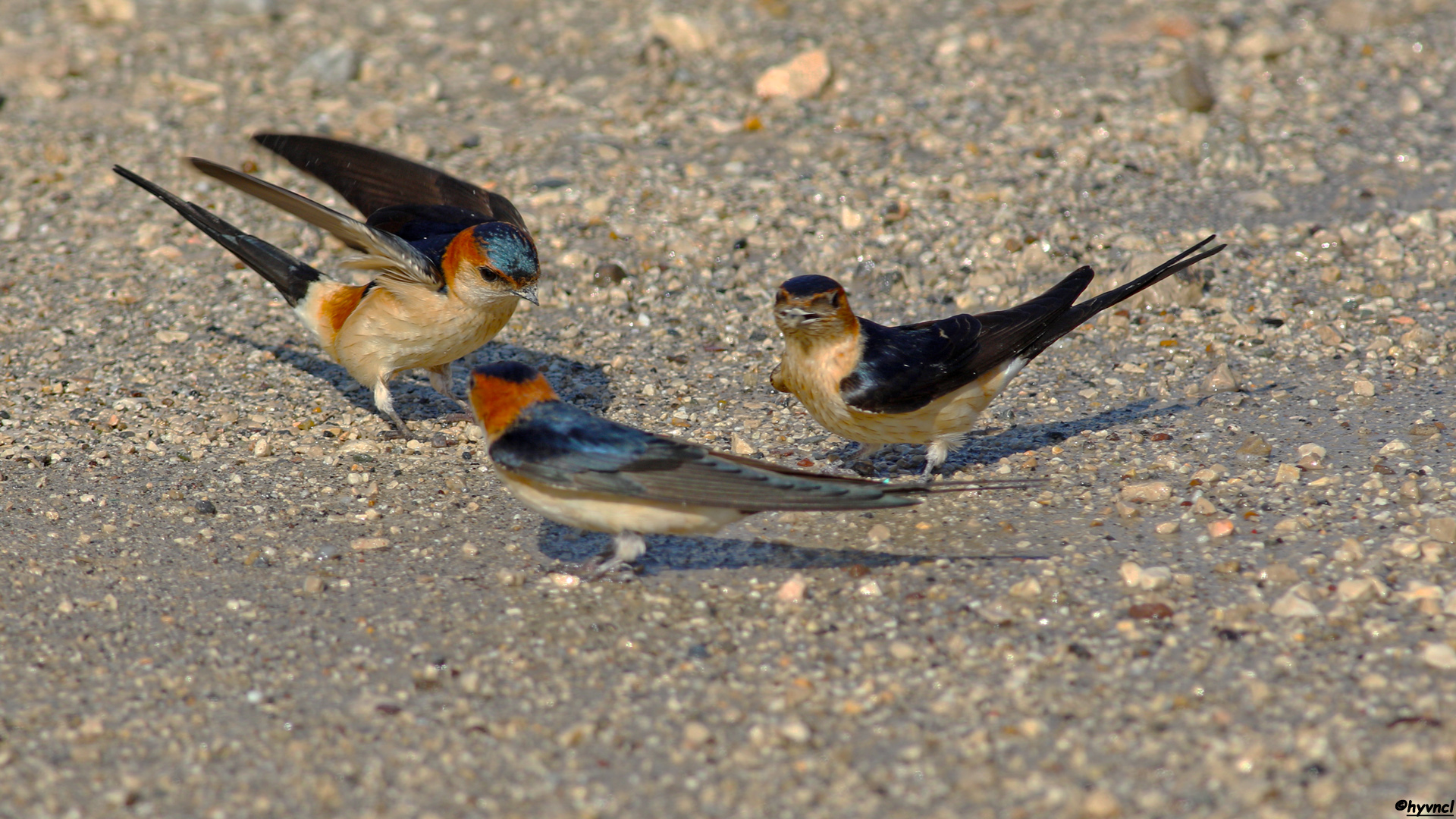 Kızıl kırlangıç