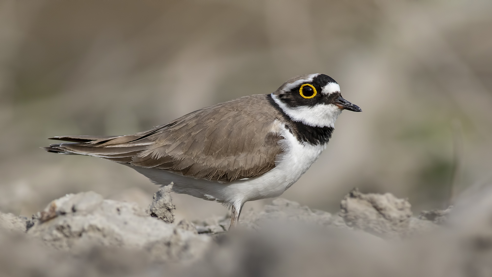 Halkalı küçük cılıbıt