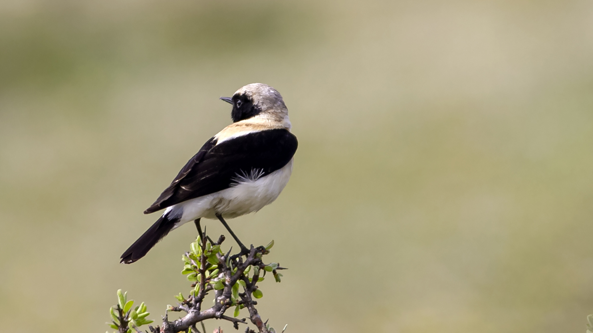 Karakulaklı kuyrukkakan » Black-eared Wheatear » Oenanthe melanoleuca