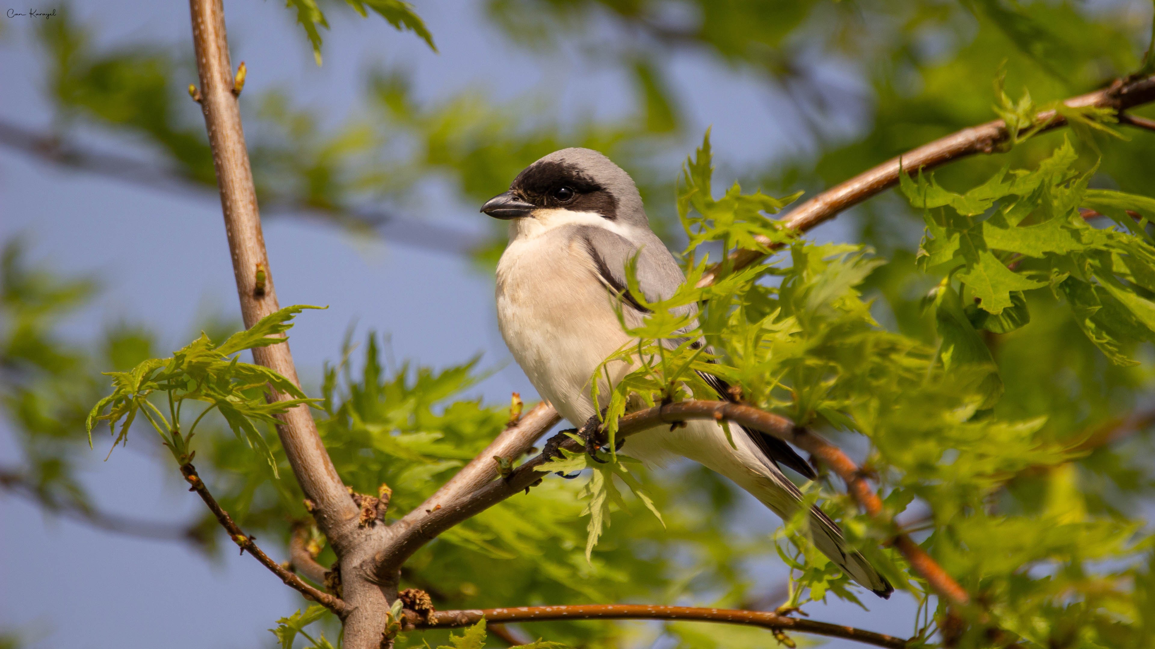 Karaalınlı örümcekkuşu