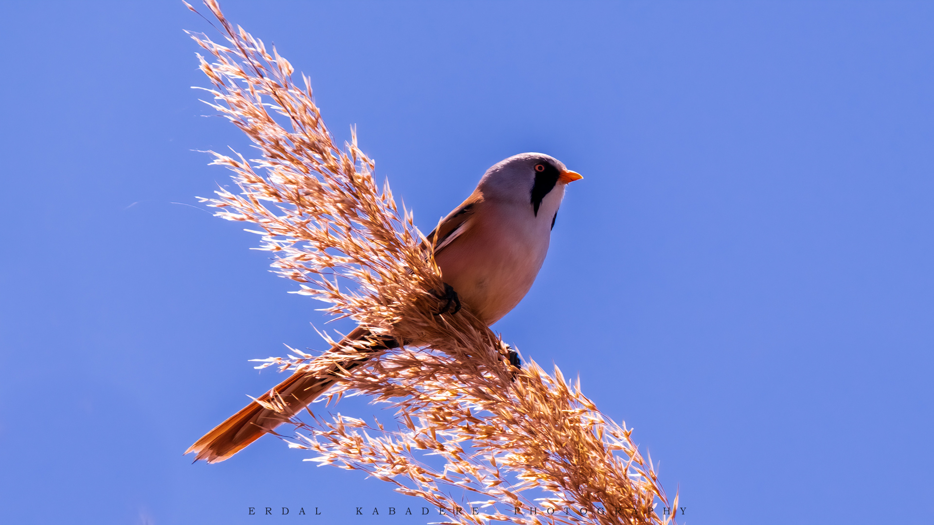 Bıyıklı baştankara