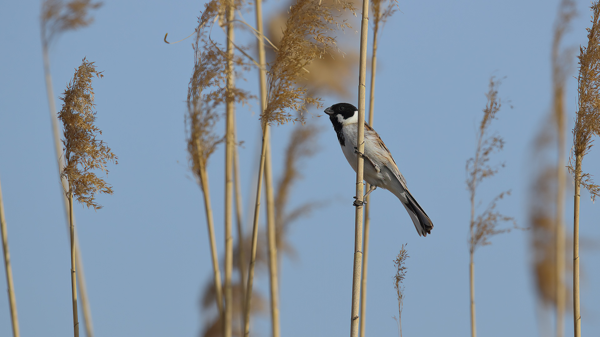 Bataklık Kirazkuşu