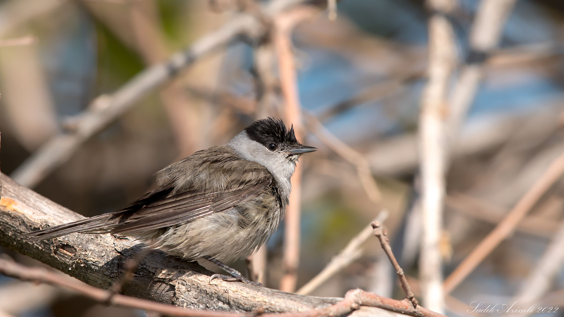 Karabaşlı ötleğen