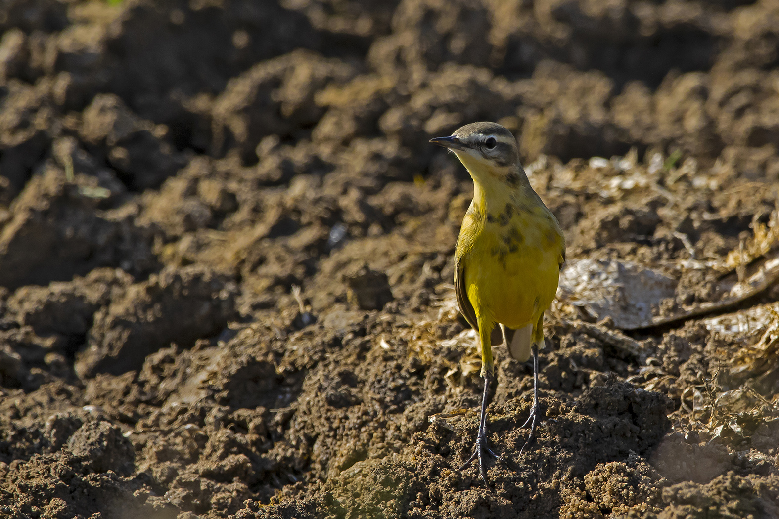 Sarı kuyruksallayan