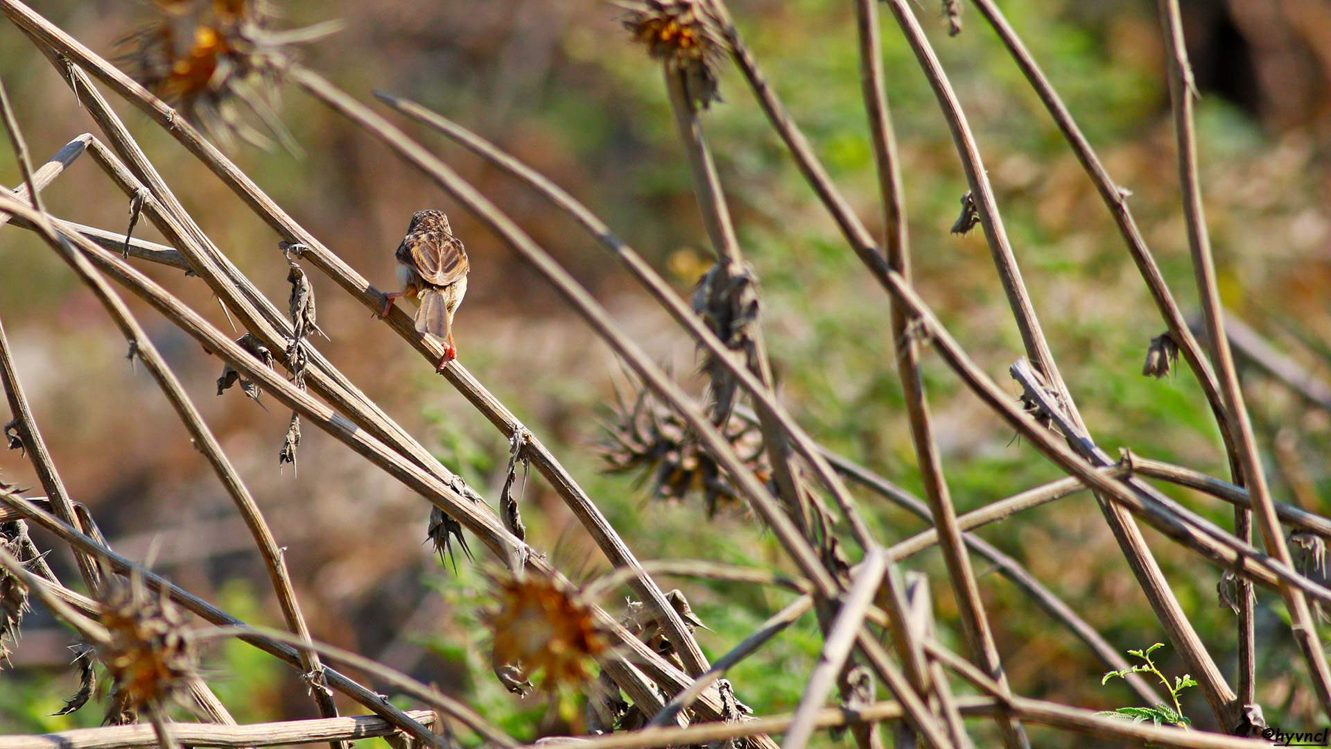 Dikkuyruklu ötleğen