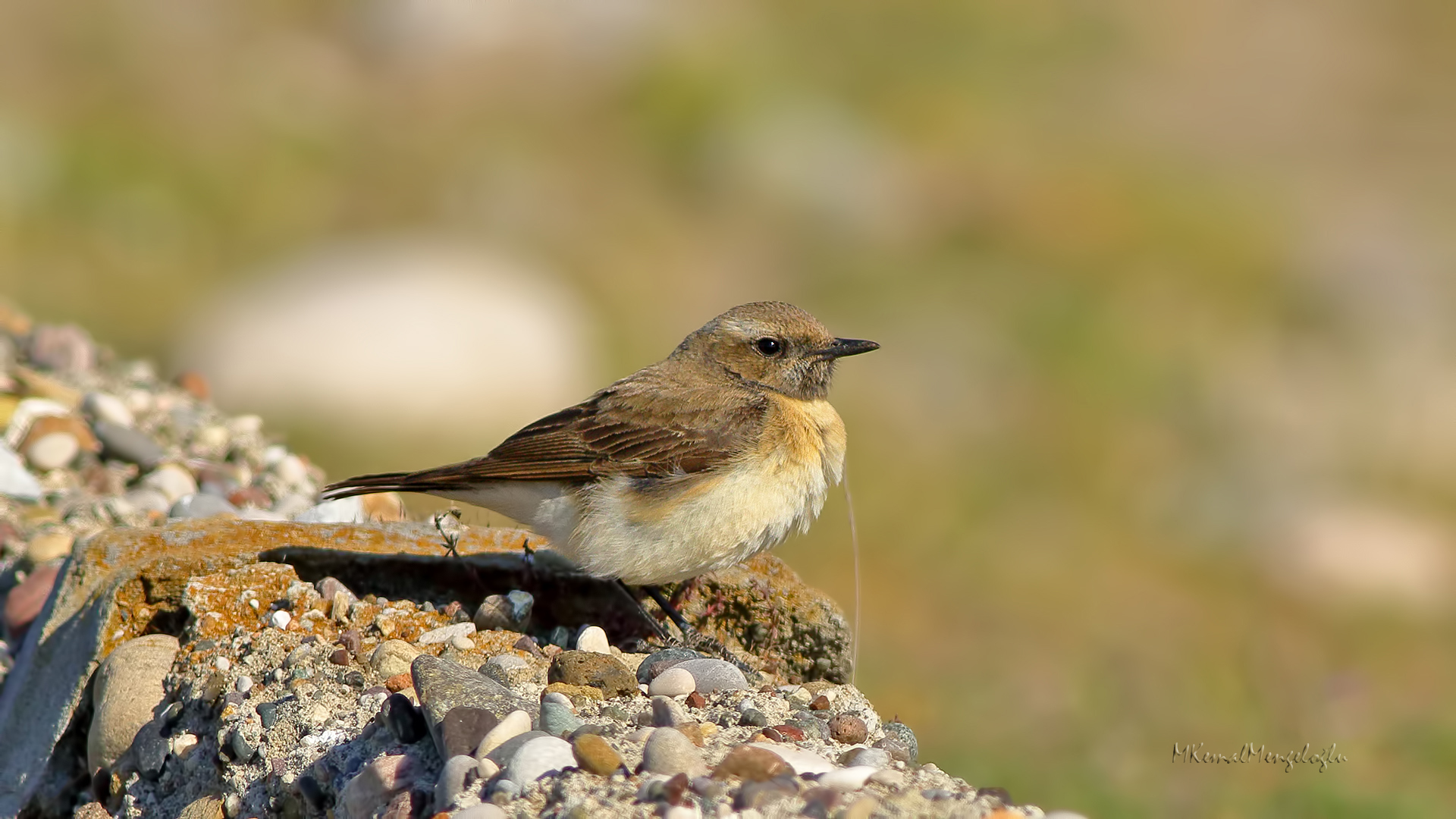 Karakulaklı kuyrukkakan
