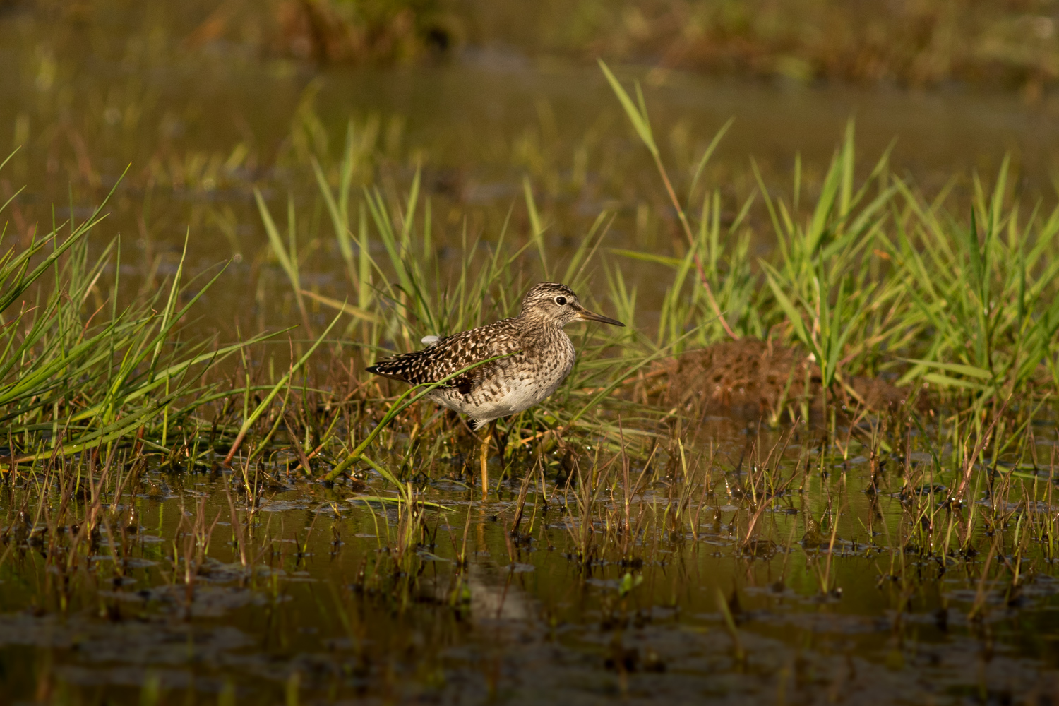 Orman düdükçünü