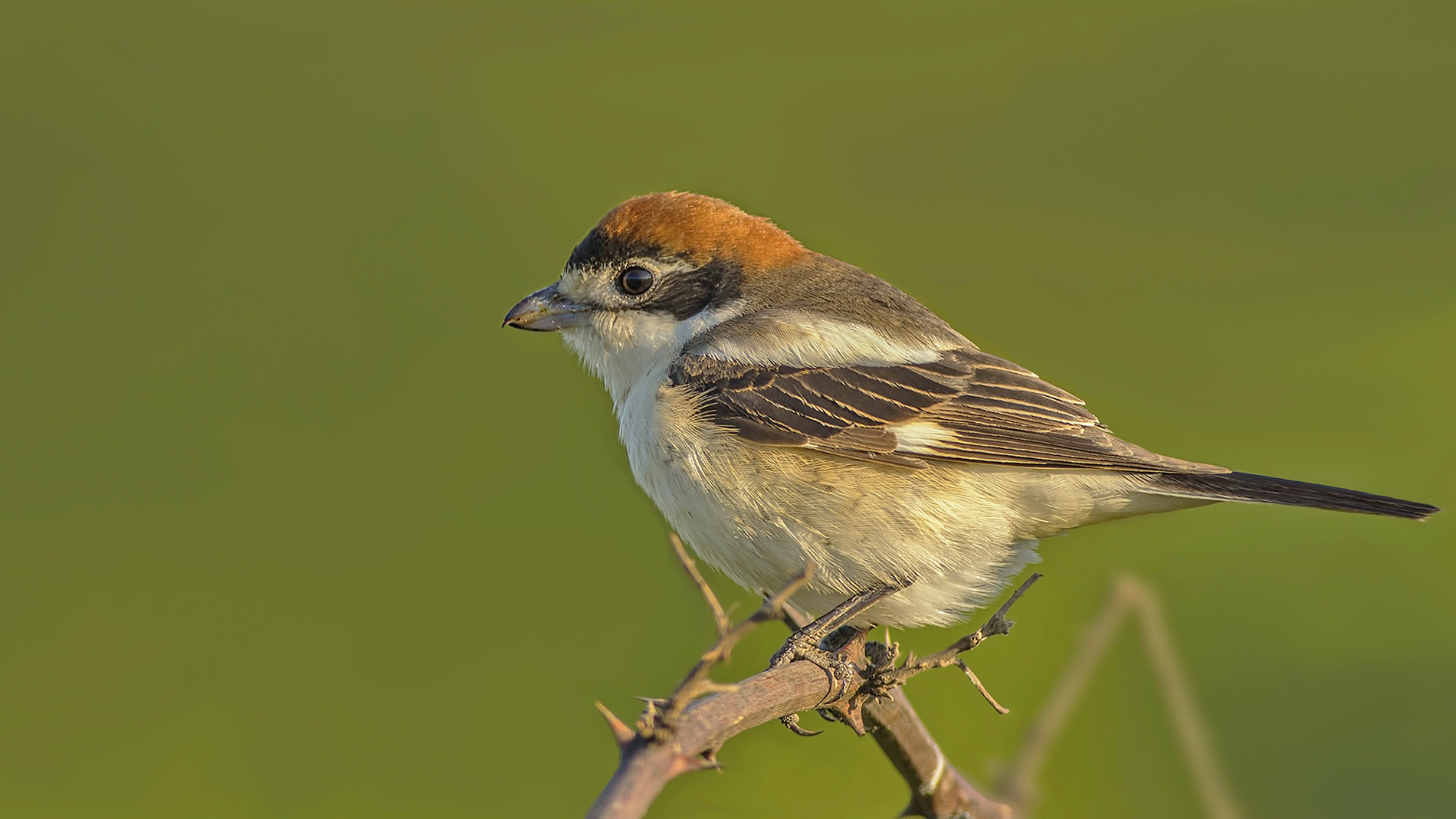 Kızılbaşlı örümcekkuşu