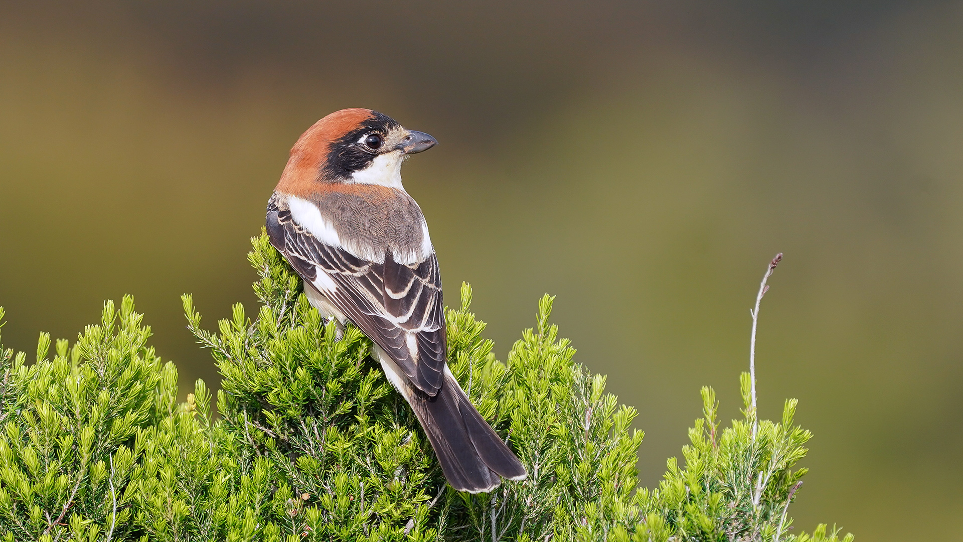 Kızılbaşlı örümcekkuşu