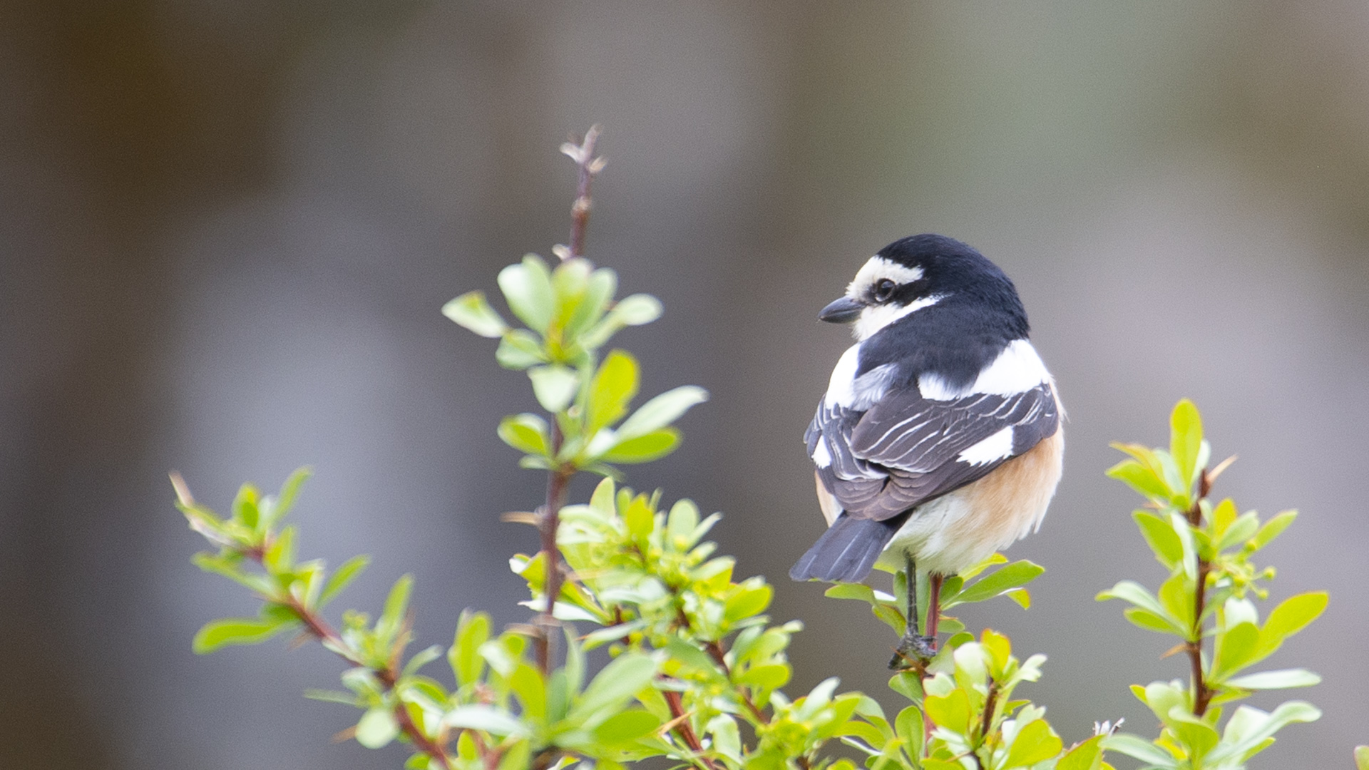 Maskeli örümcekkuşu