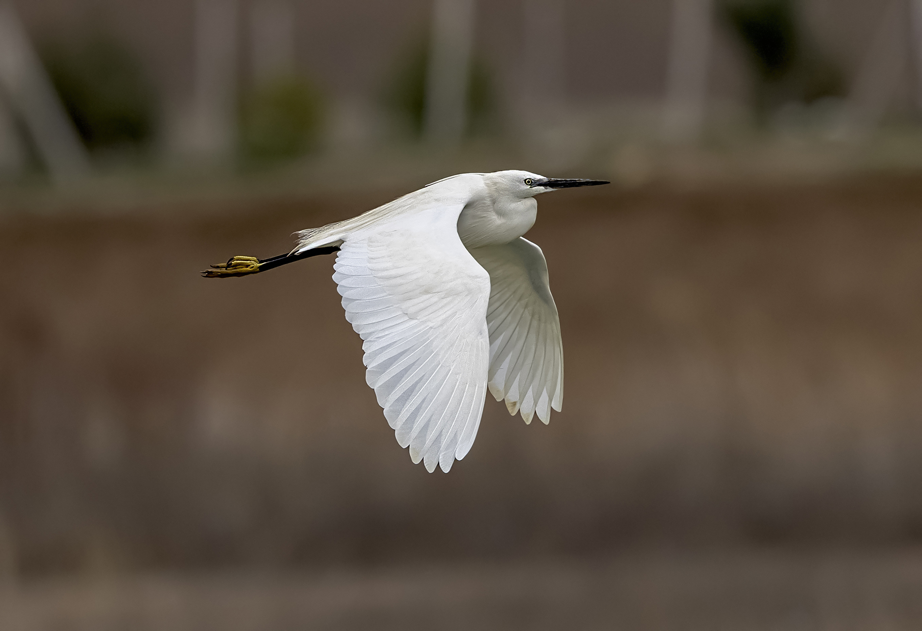 Küçük ak balıkçıl