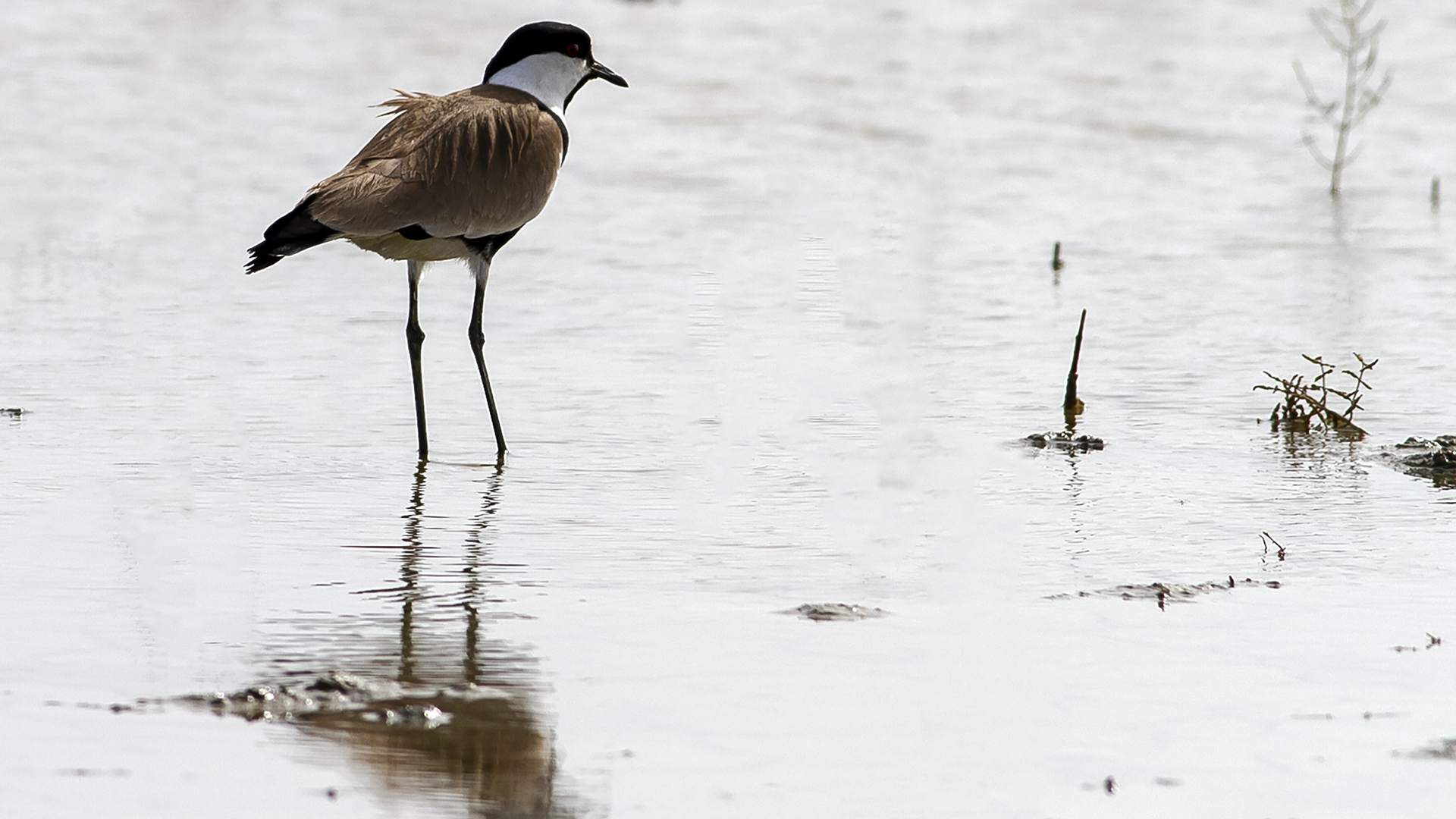 Mahmuzlu kızkuşu » Spur-winged Lapwing » Vanellus spinosus