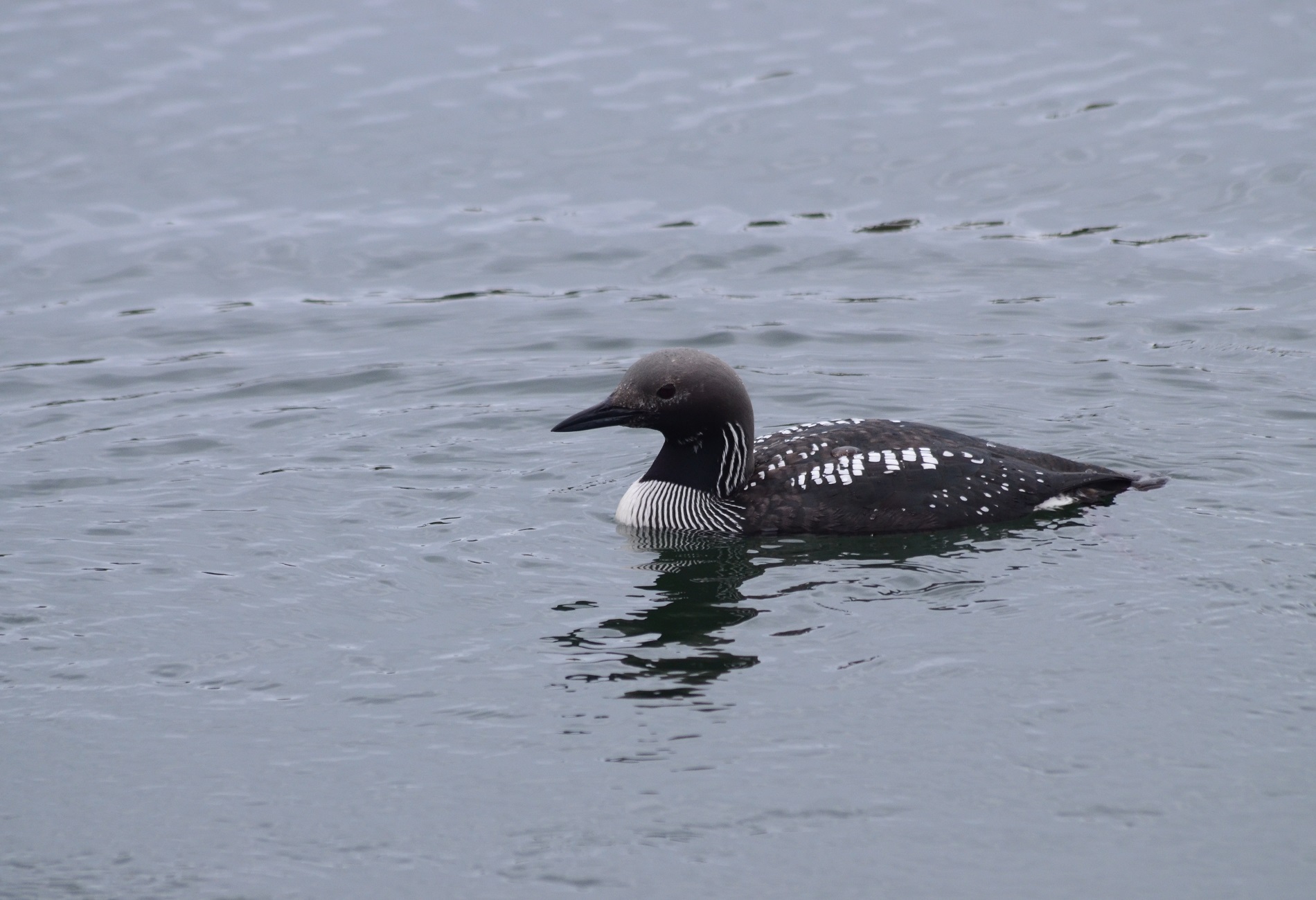 Karagerdanlı dalgıç
