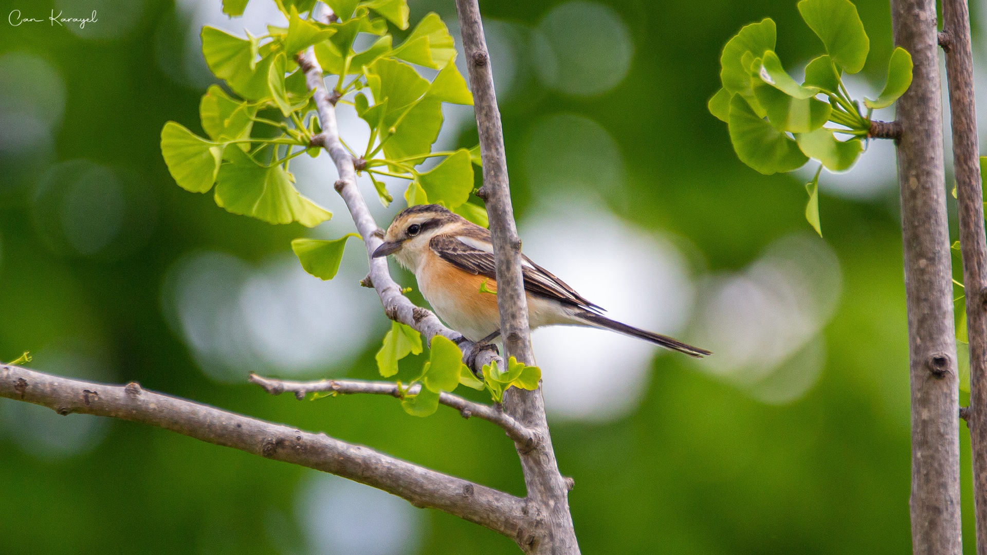 Maskeli örümcekkuşu