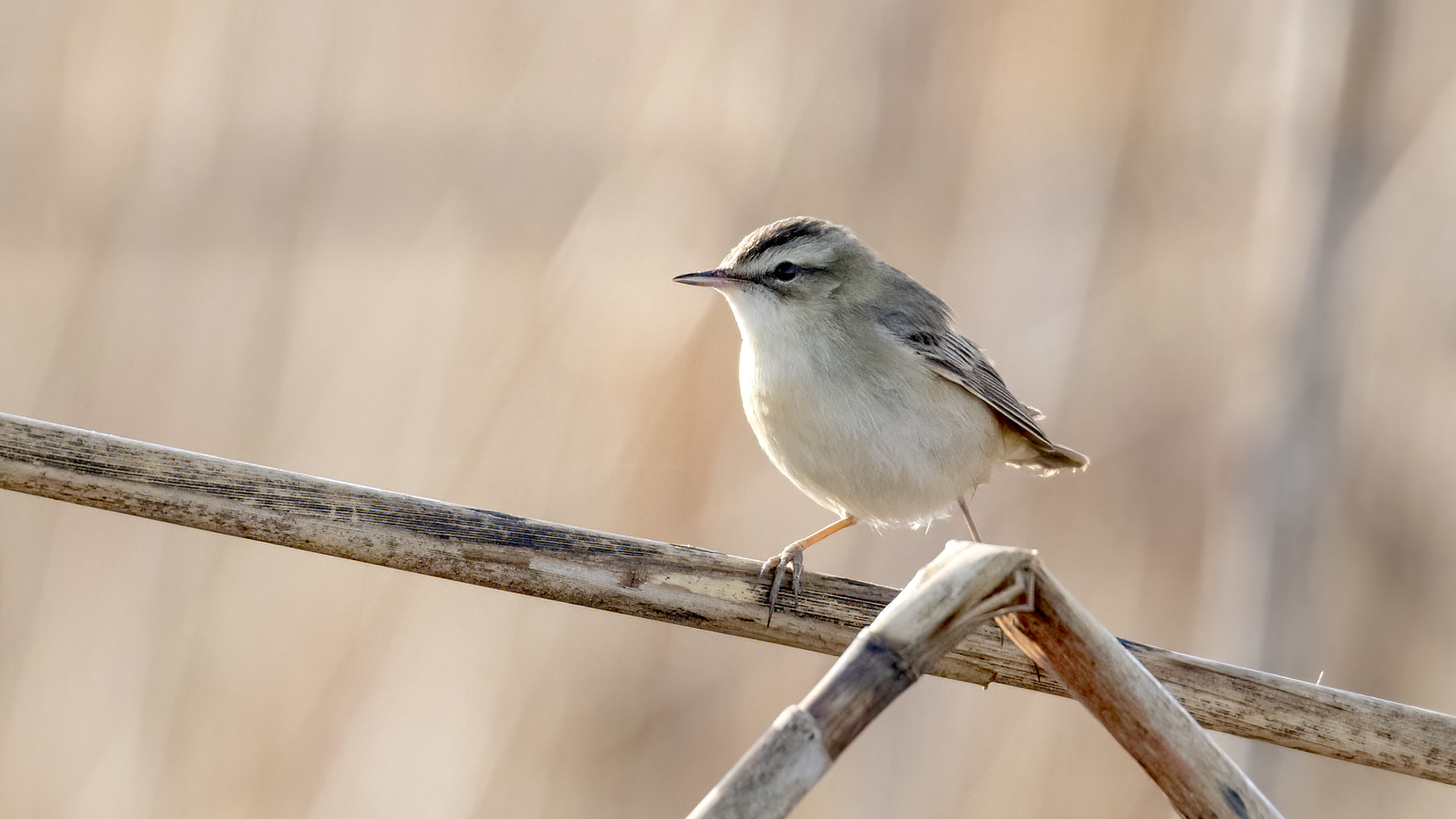 Kındıra kamışçını