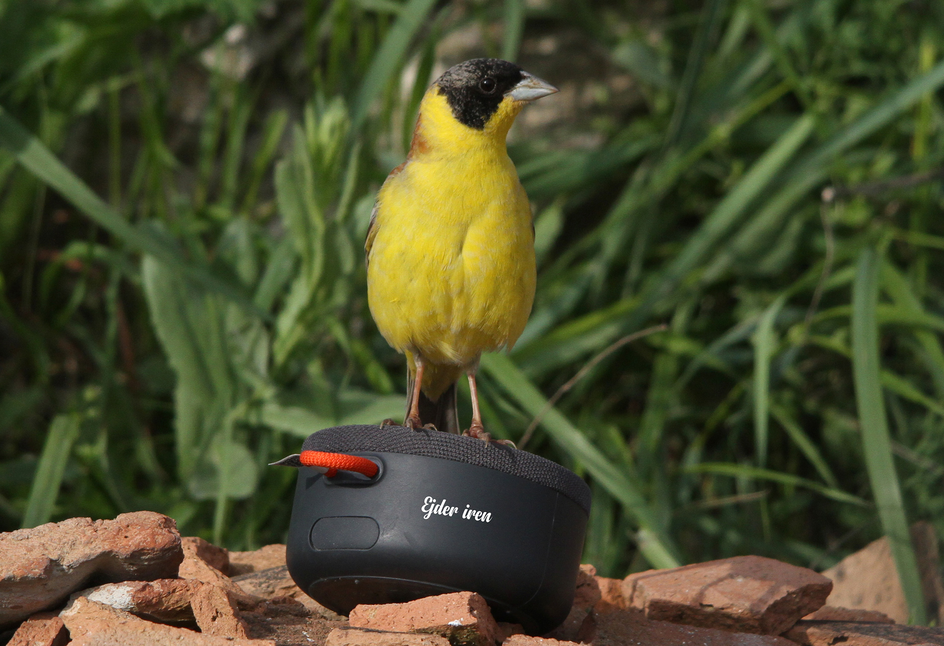 Karabaşlı kirazkuşu